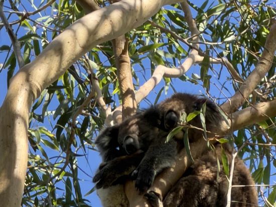 「ヤンチャップ国立公園でコアラ鑑賞」＋「ランセリン砂丘」＋「ピナクルズ」を巡る満喫ツアー！（日本人ガイドツアー）