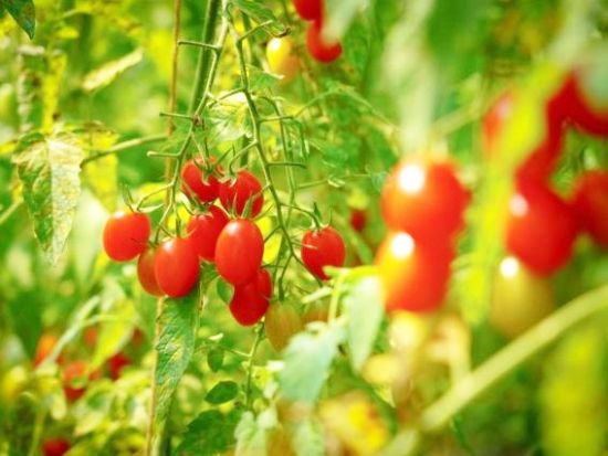 ミニトマト狩り フルーツトマト、アイコの2種類が食べ放題！屋根付きで雨の日でも楽しめる！＜8月／1時間／仁木町南町＞byにきや