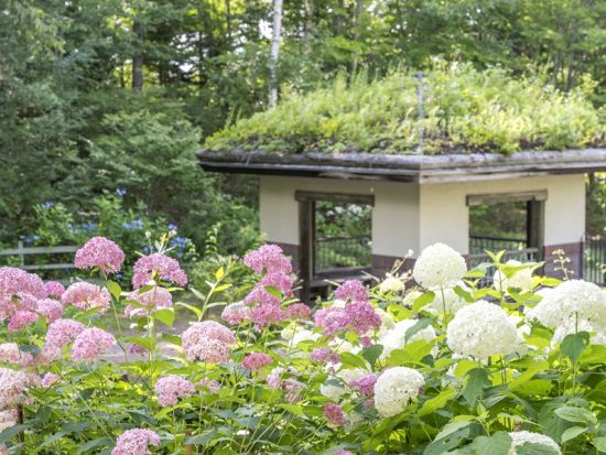 札幌発日帰りバスツアー 北海道神宮・白い恋人パーク・頭大仏など 札幌近郊の人気スポットを巡る旅＜1名～／札幌駅発着＞