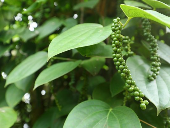 Sri Lanka_spice_shutterstock_1021637935