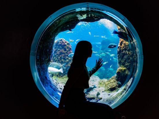 新江ノ島水族館 入場Eチケット 相模湾の海を学んで楽しむ人気水族館