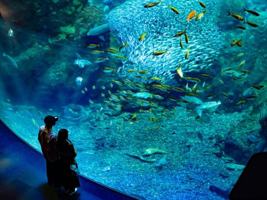 新江ノ島水族館 入場Eチケット 相模湾の海を学んで楽しむ人気水族館