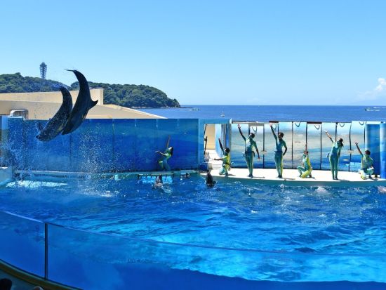 新江ノ島水族館 入場Eチケット 相模湾の海を学んで楽しむ人気水族館