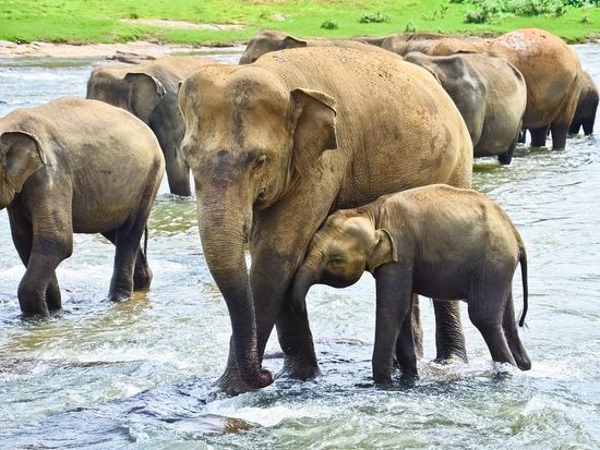Pinnawala ElephantOrphanage_shutterstock_199195907