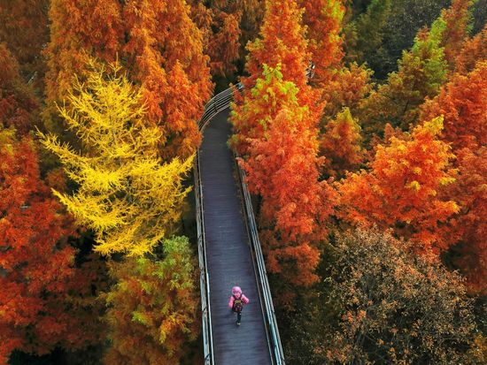 【11月9～27日限定】長泰山の紅葉＆大田（テジョン）日帰りツアー ＜英語ガイド＞の写真2
