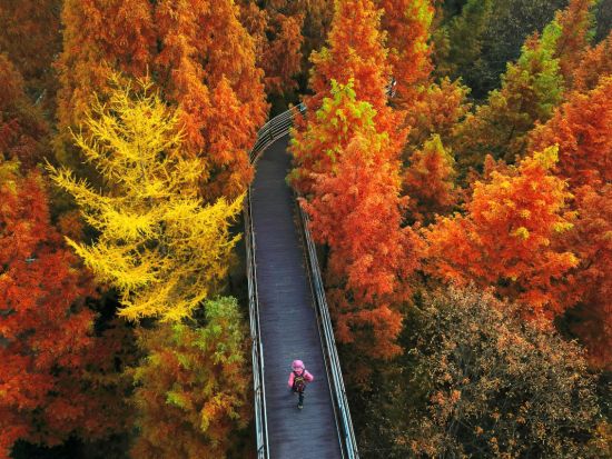 【11月9～27日限定】長泰山の紅葉＆大田（テジョン）日帰りツアー ＜英語ガイド＞