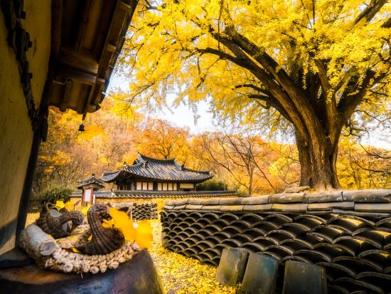 【10月26日～11月22日限定】慶州の紅葉スポット巡りツアー　普門観光団地＋ 慶州歴史地区＜1日／1名参加OK／選べる出発地／英語ガイド／釜山発＞