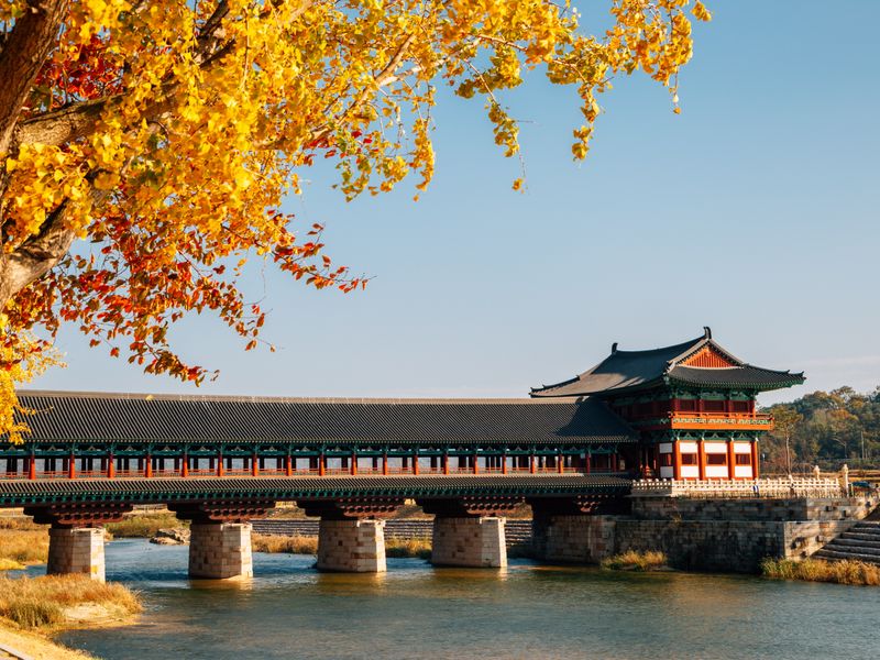 Gyeongju Maple 8