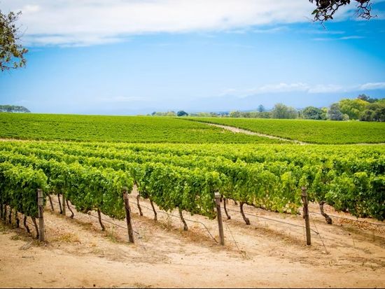Groot Constantia Wine Estate-5