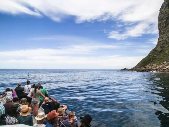 ダイカー島：アザラシ観光クルーズチケット＜約45分／ケープタウン発＞