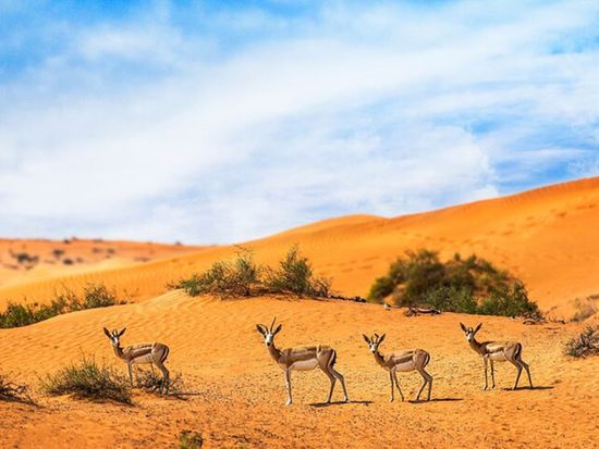 Desert Drive Wildlife (5)