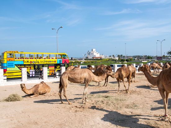 DOHA_BUS-3170 copy