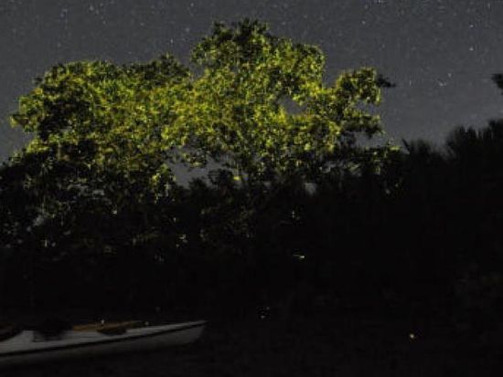 Bohol Firefly Tour1