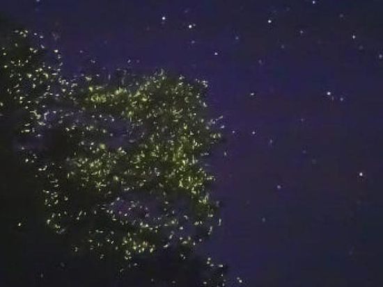 Bohol Firefly Tour2