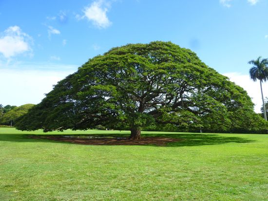 Hawaii_Oahu_Moanalua Gardens_pixta_67084589_M