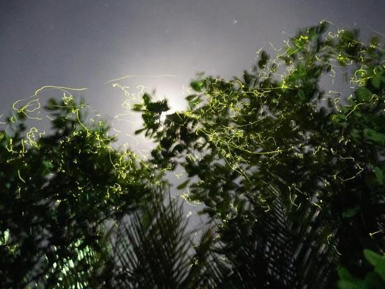 Bohol Firefly Tour at Loay River or Abatan River With Dinner5