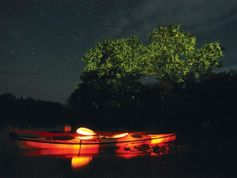 Bohol Firefly Tour at Loay River or Abatan River With Dinner1