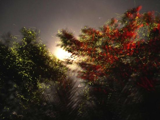 Bohol Firefly Tour at Loay River or Abatan River With Dinner6