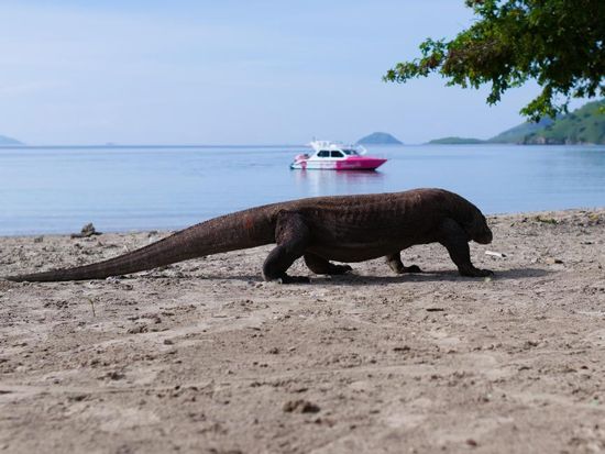 Full Day Trip 6 Destinations Speed Boat From Komodo2