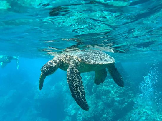 epic_maui_snorkel02