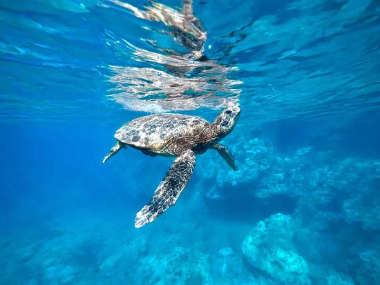 epic_maui_snorkel01