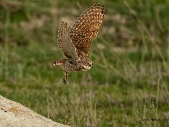 Day Tour Great Salt Lake & Antelope Island-Owl-2