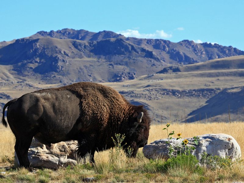 Day Tour Great Salt Lake & Antelope Island-Bison