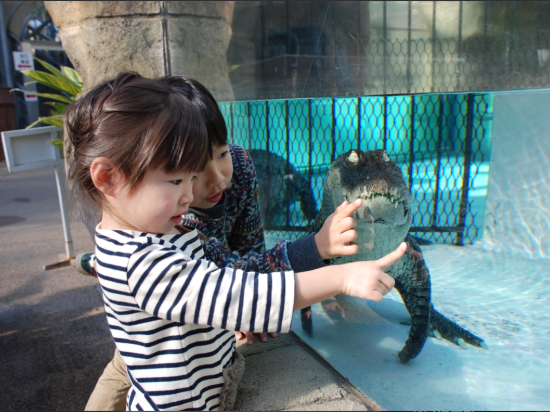 【最大200円割引】東伊豆 熱川バナナワニ園 入園Eチケット（引換券）