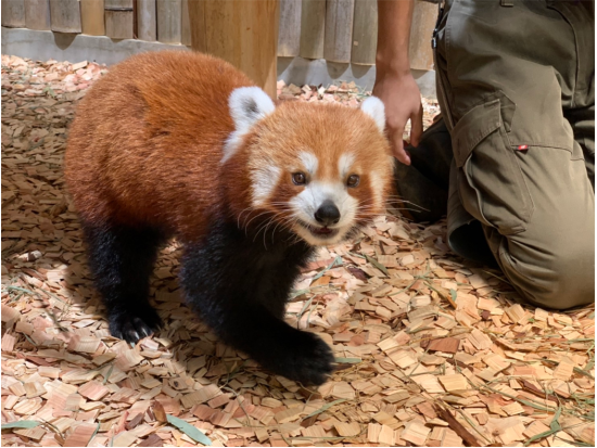 【最大200円割引】東伊豆 熱川バナナワニ園 入園Eチケット（引換券）