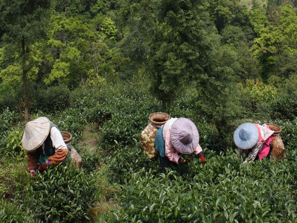 bc55ed87-7bf7-4e05-a522-1f54aafce72b_PinglinTeaPlantationHarvesting.jpg