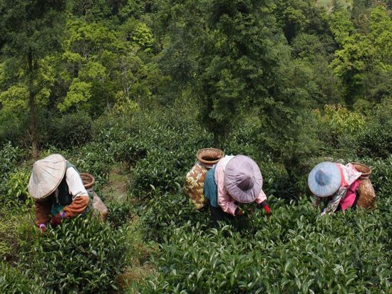 bc55ed87-7bf7-4e05-a522-1f54aafce72b_PinglinTeaPlantationHarvesting.jpg