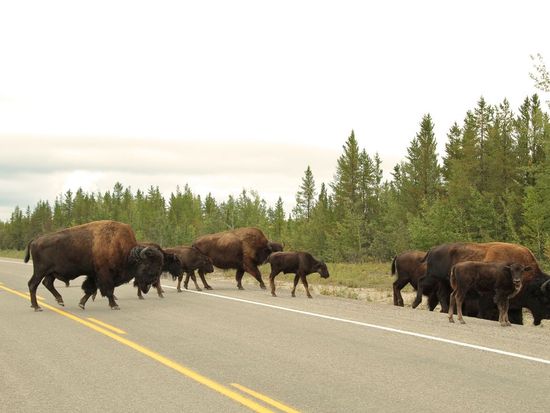 Aurora-Village-Wildlife viewing tour  2
