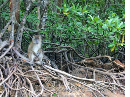 ランカウイ島マングローブクルーズ　ユネスコ世界ジオパークで洞窟探検や野生動物観察を満喫！貸切プランあり＜2.5時間／英語ガイド＞