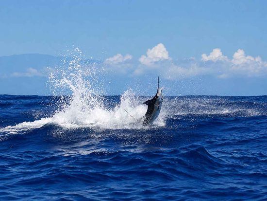ohana_fishing03