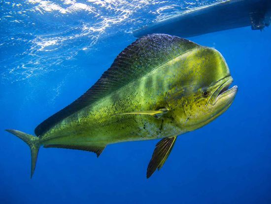 mahimahi