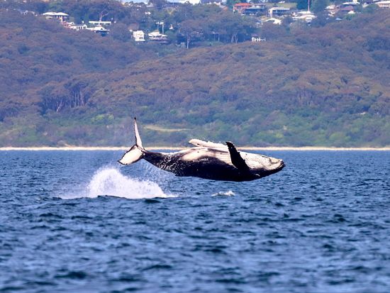 Humpback whale out of the water