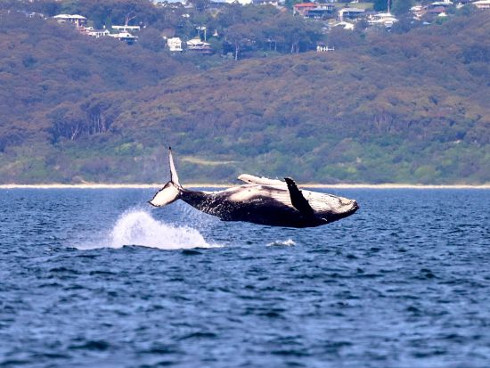 【2026年5月1日～11月1日】ホエールウォッチングクルーズ　ニューカッスル沖で迫力のザトウクジラ観察＜午前・午後／2時間／ニューカッスル発＞