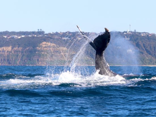 【2026年5月1日～11月1日】ホエールウォッチングクルーズ　ニューカッスル沖で迫力のザトウクジラ観察＜午前・午後／2時間／ニューカッスル発＞