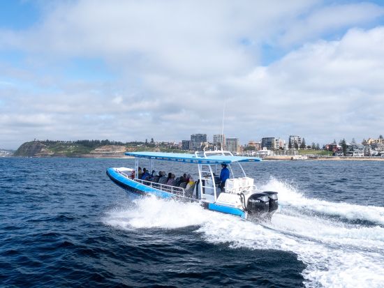 【2026年5月1日～11月1日】ホエールウォッチングクルーズ　ニューカッスル沖で迫力のザトウクジラ観察＜午前・午後／2時間／ニューカッスル発＞