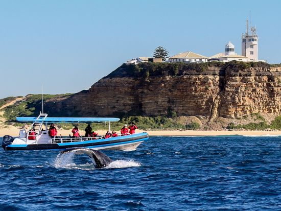【2026年5月1日～11月1日】ホエールウォッチングクルーズ　ニューカッスル沖で迫力のザトウクジラ観察＜午前・午後／2時間／ニューカッスル発＞