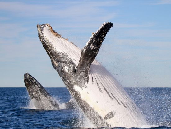 【2026年5月1日～11月1日】ホエールウォッチングクルーズ　ニューカッスル沖で迫力のザトウクジラ観察＜午前・午後／2時間／ニューカッスル発＞