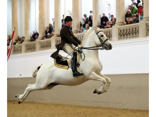 ウィーン スペイン乗馬学校（スペイン式宮廷馬術学校） 馬術ショー見学チケット
