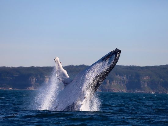 Waving whale