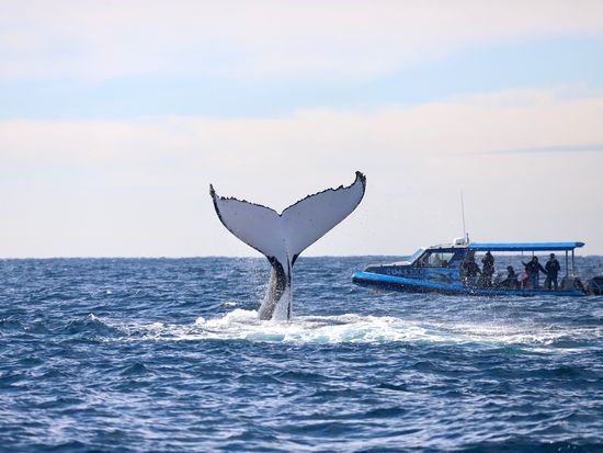 Hydro with whaletail