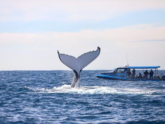 【2026年5月1日～11月1日】ホエールウォッチングクルーズ　野生のザトウクジラを間近で観察！＜午前・午後／2時間／マッコーリー湖発＞