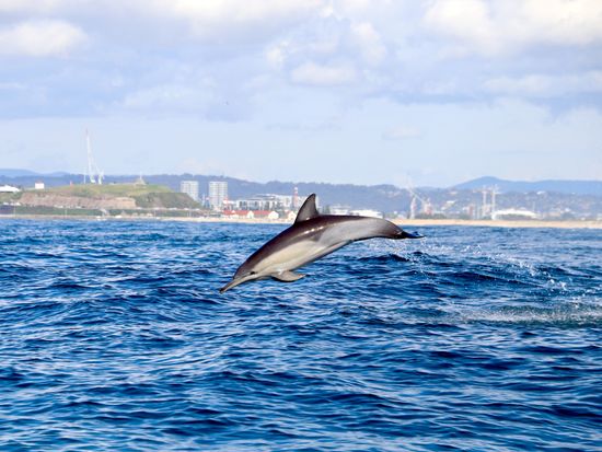 Dolphin Flying