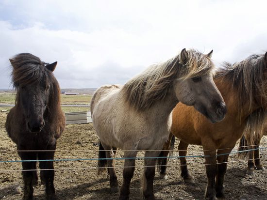 Arctic-Adventures-Iceland-Animals-15