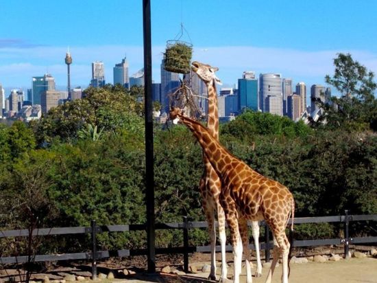 28fc1f98-5cfe-46b9-9b6a-65f9005467a4_img_1765791500_1765791735__tarongazoosydney.jpg