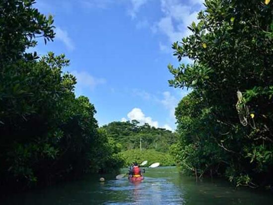 マングローブカヌーツアー 天然記念物指定の沖縄本島最大級マングローブ林をカヌーで自然探検！お子様と二人乗りOK！＜選べるコース／東村＞