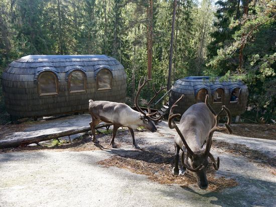 Igluhuts & reindeer